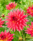 Dahlie (Dahlia) '2204'