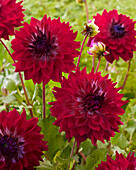 Dahlia 23140