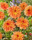 Dahlie (Dahlia) 'RU 39'