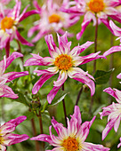 Dahlie (Dahlia) 'Minna'