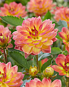 Dahlia PJM 29