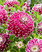 Dahlie (Dahlia) 'Vancouver'