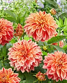 Dahlia Jowey Brochant