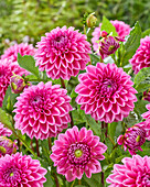 Dahlia Sandra