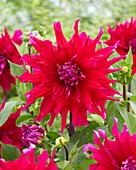 Dahlie (Dahlia) 'Jocondo'