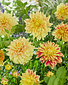 Dahlia Explosion