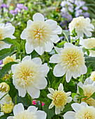 Dahlie (Dahlia) 'Platinum Blonde'