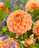 Dahlia Garden Jubilee