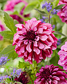 Dahlia Cranberry Classic