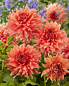 Dahlie (Dahlia) 'Fairway Spur'