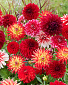 Dahlia Scarlett Mix