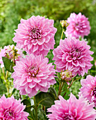 Dahlia Lavender Perfection