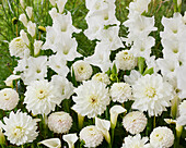 Weiße Sommermischung aus Gladiolen (Gladiolus), Dahlien (Dahlia) und Calla (Zantedeschia)