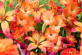 Orangefarbene Sommerblumenmischung mit Lilien, Gladiolen, Calla und Dahlien