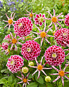 Dahlia Destinys Teachers, Jowey 18-02