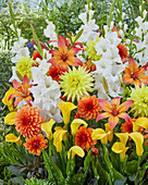 Sommerblumenmischung aus Gladiolen (Gladiolus), Dahlien (Dahlia) und Calla (Zantedeschia)