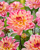 Dahlie (Dahlia) 'Kim'