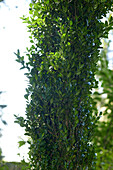 Gewöhnlicher Buchsbaum (Buxus sempervirens) 'Graham Blandy'