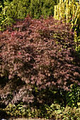 Fächerahorn (Acer Palmatum)