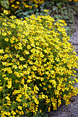 Schmalblättrige Studentenblume (Tagetes tenuifolia)