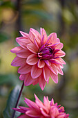 Dahlia