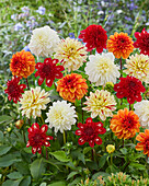 Dahlie (Dahlia), gemischte Farben