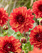 Dahlia Missis Miley