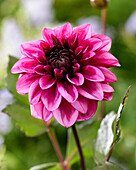 Dahlie (Dahlia) 'Davina Michell'