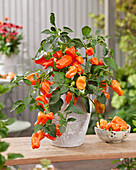 Paprika (Capsicum annuum) orangefarben
