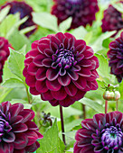 Dahlie (Dahlia) 'Vleut B'