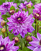 Dahlie (Dahlia) 'Vleut C'