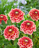 Dahlie (Dahlia) 'Vleut A'