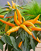 Paprika (Capsicum annuum) 'BU003'