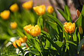 Yellow tulips in sunlight (Tulipa)