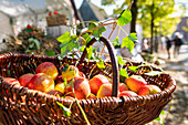 Willow basket with apples at an autumn market