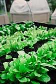Picking lettuce in the garden bed