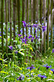 Purple columbine (Aquilegia) in front of wooden fence