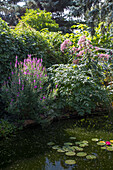 Purple loosestrife (Lythrum) and water astragalus (Eupatorium) by the garden pond