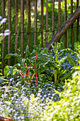 Mangold (Beta vulgaris ssp vulgaris) im Garten