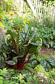 Mangold (Beta vulgaris ssp vulgaris) im Garten