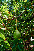 Avocado am Baum (Seychellen)