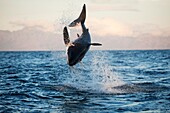 Great white shark breaching in South Africa