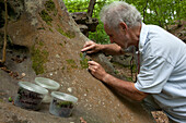 Researcher cutting a briophyte to measure its thickness