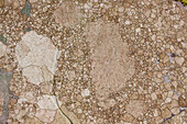 Map lichen (Rhizocarpon geographicum)