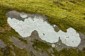 Moss and lichen on a rock