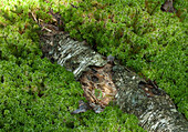 Sphagnum sp. moss on a dead birch trunk