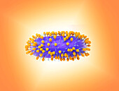 Human respiratory syncytial virus, illustration