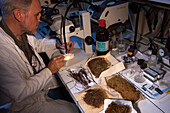 Scientist identifying different species of moss