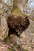 Burl on an oak trunk
