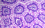 Small intestine cells, light micrograph